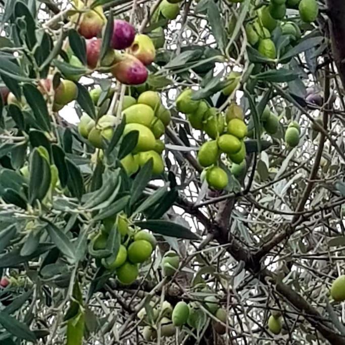 A L'Ombre Du Chene Gites Eden En Cevennes 앙뒤즈 외부 사진